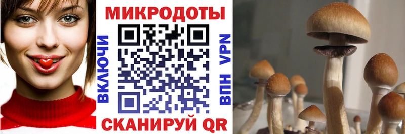 Псилоцибиновые грибы MAGIC MUSHROOMS  как найти закладки  Староминская 
